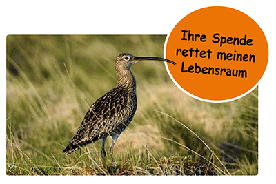 Brachvogel Brachvogel