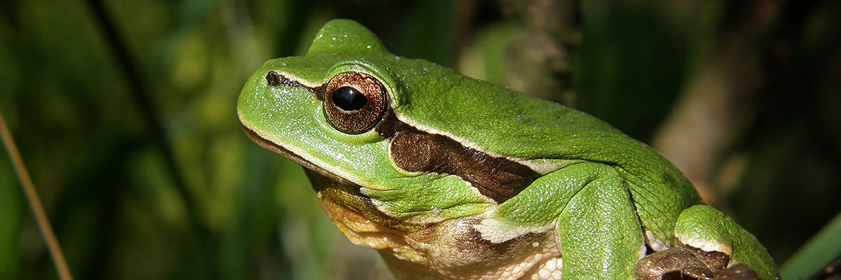 Laubfrosch Laubfrosch