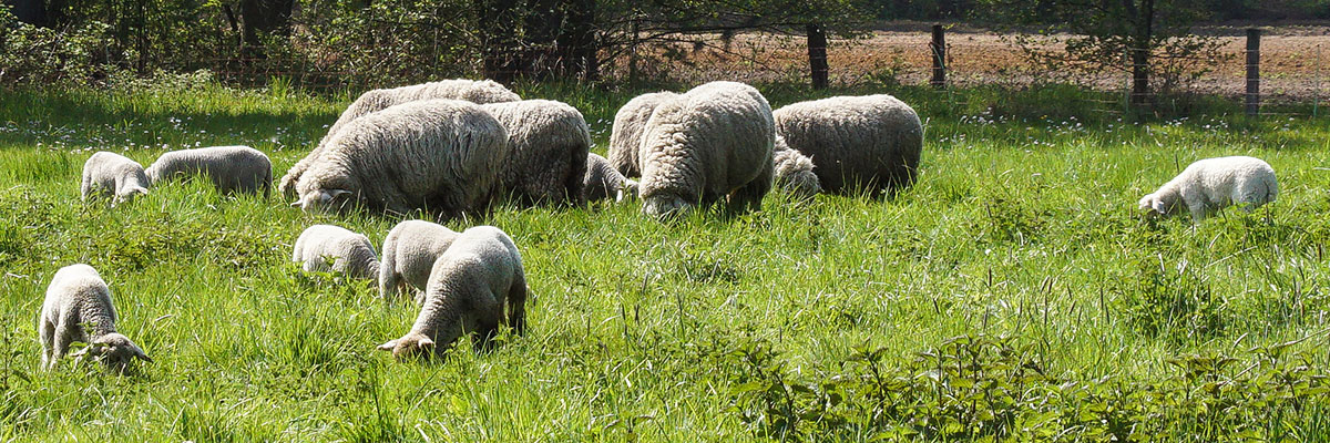 Schafherde Schafherde