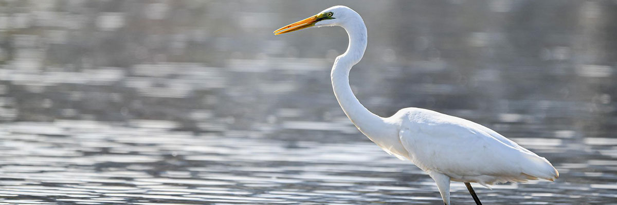 Silberreiher Silberreiher