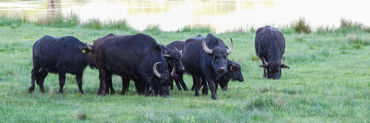 Wasserbüffel Wasserbüffel