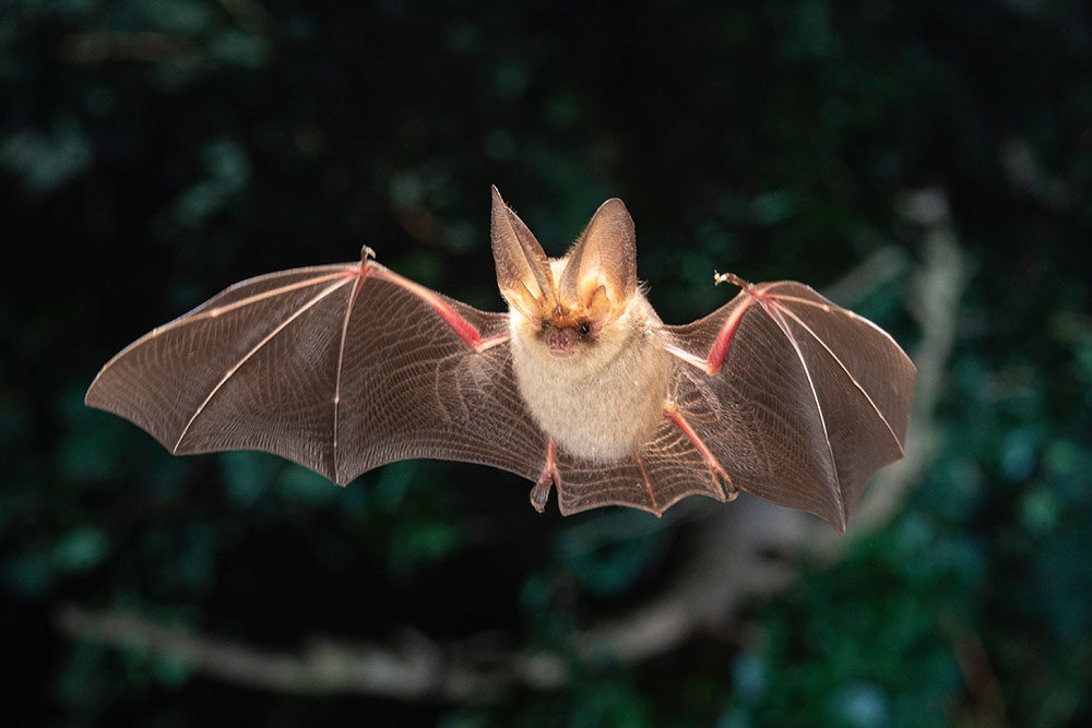 Fledermaus