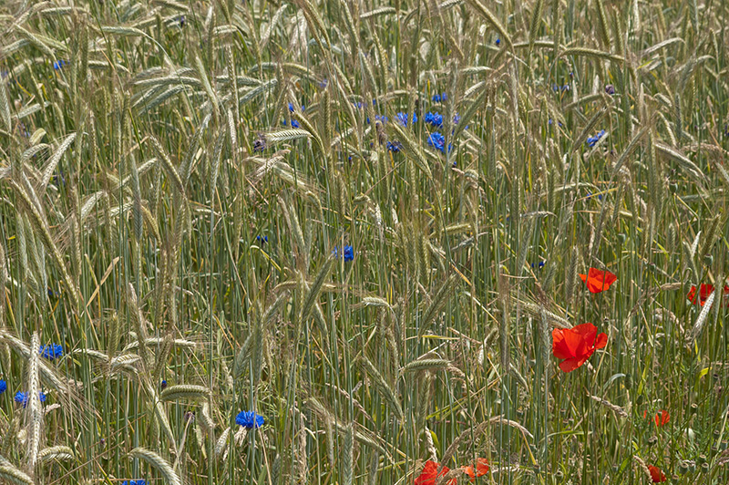 roggenfeld