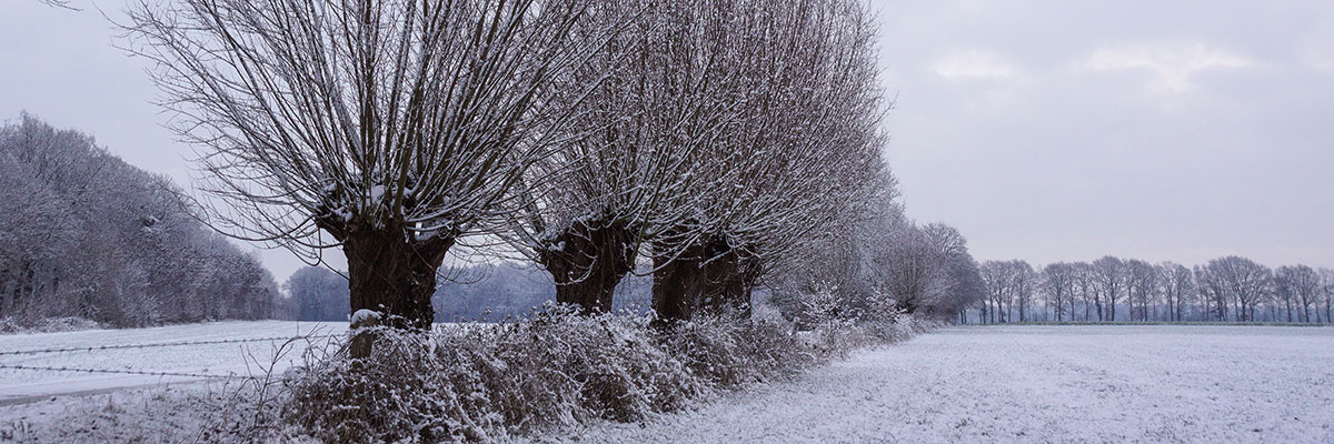Kopfweiden Kopfweiden