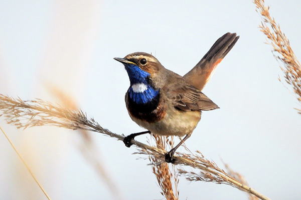 Blaukehlchen