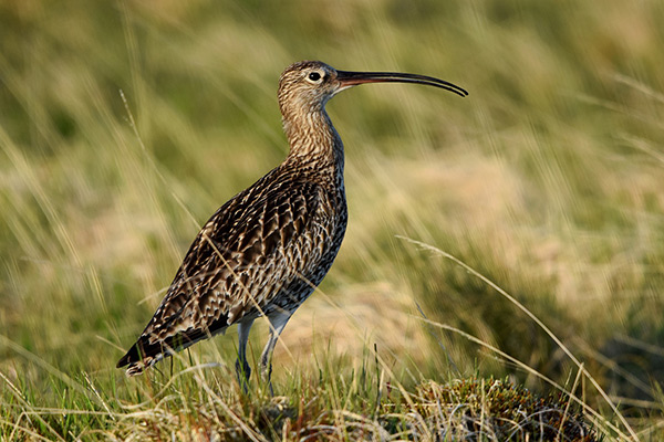 Brachvogel
