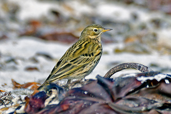 wiesenpieper